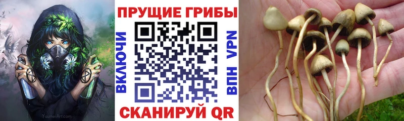 Галлюциногенные грибы Cubensis  Купить закладки  Городец 